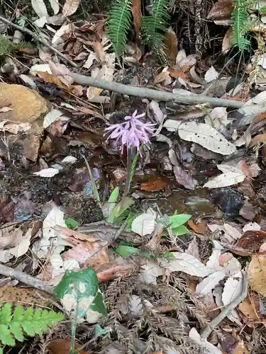 尾張冨士大宮浅間神社(愛知県)