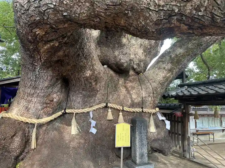 三島神社の{uncategorized: "未分類", other: "その他", undefined: "問題あり", building: "その他建物", grave: "お墓", sacred_gate: "鳥居", guardian: "狛犬", statue: "像", buddha: "仏像", history: "歴史", nature: "自然", garden: "庭園", animal: "動物", pagoda: "塔", temizu: "手水舎", mountain_gate: "山門・神門", sanctuary: "本殿・本堂", subordinate: "末社・摂社", art: "芸術", scenery: "景色", jizo: "地蔵", ema: "絵馬", goshuin: "御朱印", omikuji: "おみくじ", items: "授与品その他", amulet: "お守り", goshuincho: "御朱印帳", eats: "食事", festival: "お祭り", votive_dance: "神楽", shichigosan: "七五三参", wedding: "結婚式", experience: "体験その他", initially: "初詣", around: "周辺", anti_infection: "感染症対策"}
