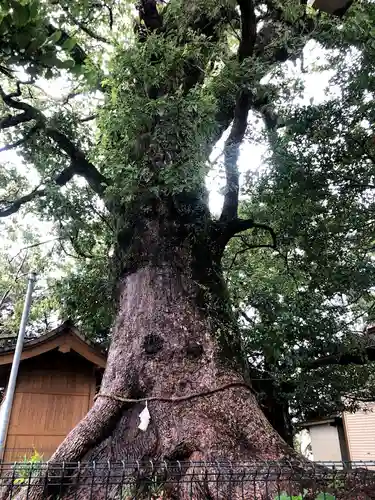 八幡神社の自然