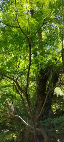 來宮神社(静岡県)