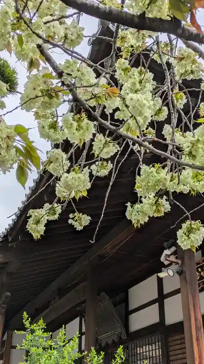 墨染寺(桜寺)(京都府)