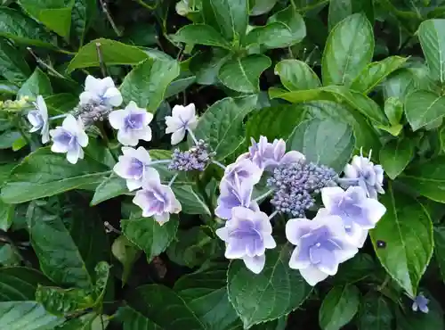 高幡不動尊　金剛寺の自然