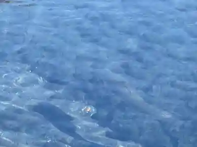 富士山本宮浅間大社(静岡県)