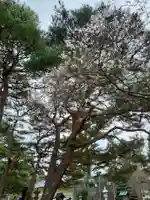 竹駒神社の自然