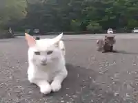 御誕生寺(猫寺)(福井県)