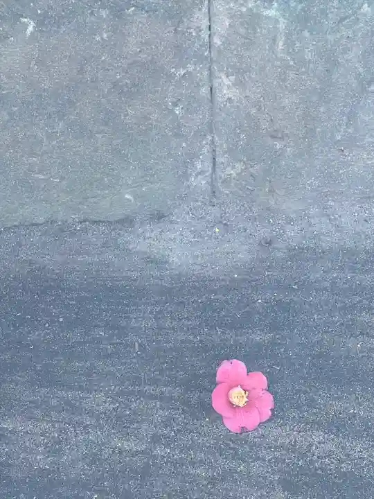 酒列磯前神社の自然