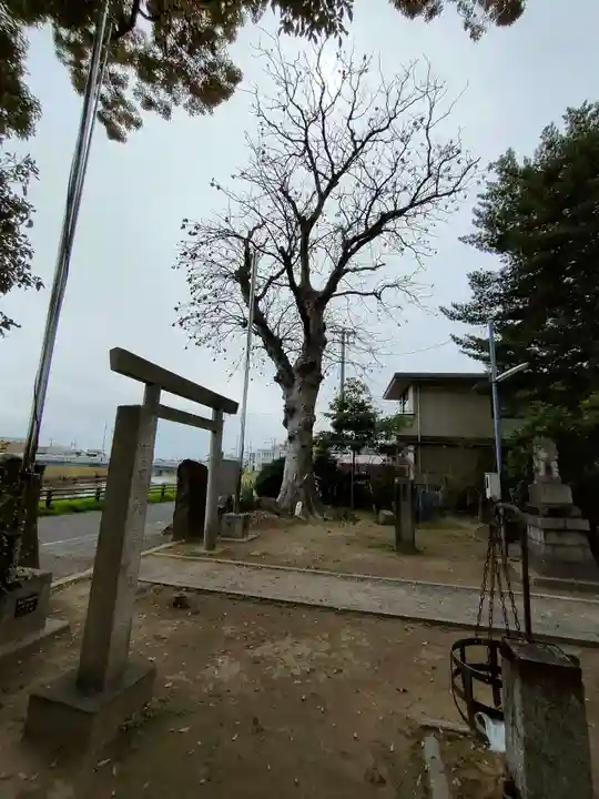 川上神社の鳥居
