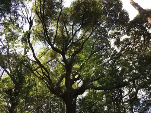 大宮神社の自然