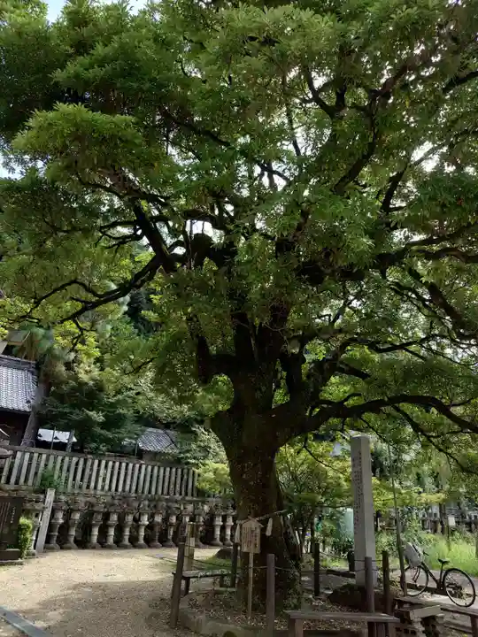 橿森神社(岐阜県)