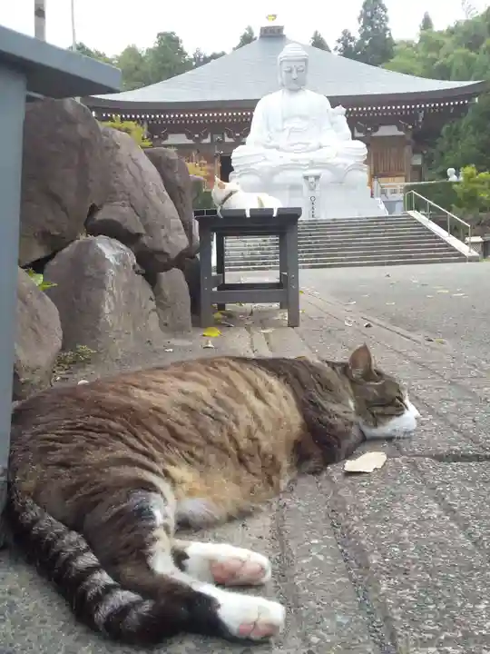 御誕生寺(猫寺)(福井県)