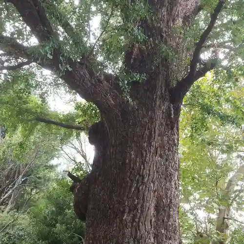 芝東照宮の自然