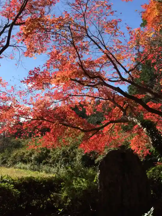 飯野高宮神山神社の自然