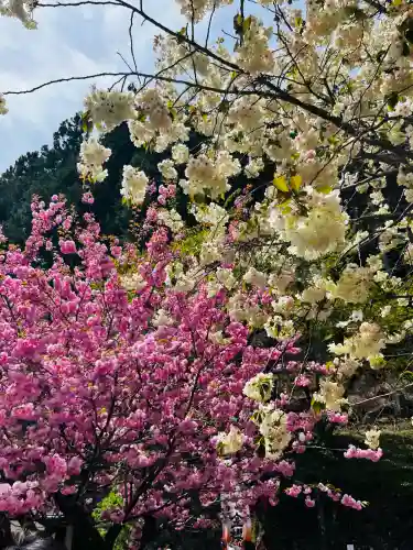 金櫻神社の{uncategorized: "未分類", other: "その他", undefined: "問題あり", building: "その他建物", grave: "お墓", sacred_gate: "鳥居", guardian: "狛犬", statue: "像", buddha: "仏像", history: "歴史", nature: "自然", garden: "庭園", animal: "動物", pagoda: "塔", temizu: "手水舎", mountain_gate: "山門・神門", sanctuary: "本殿・本堂", subordinate: "末社・摂社", art: "芸術", scenery: "景色", jizo: "地蔵", ema: "絵馬", goshuin: "御朱印", omikuji: "おみくじ", items: "授与品その他", amulet: "お守り", goshuincho: "御朱印帳", eats: "食事", festival: "お祭り", votive_dance: "神楽", shichigosan: "七五三参", wedding: "結婚式", experience: "体験その他", initially: "初詣", around: "周辺", anti_infection: "感染症対策"}