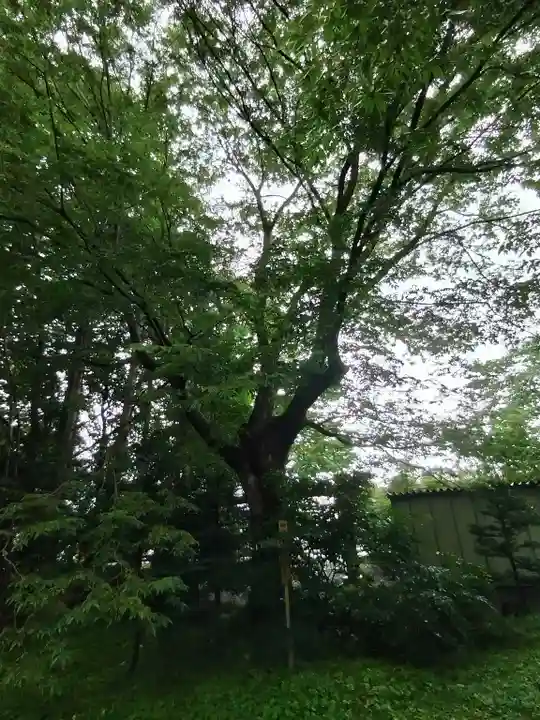 比布神社の自然