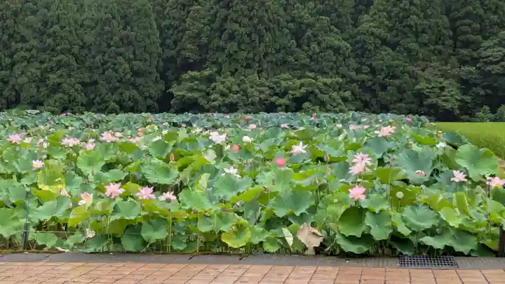 蓮華寺(福井県)