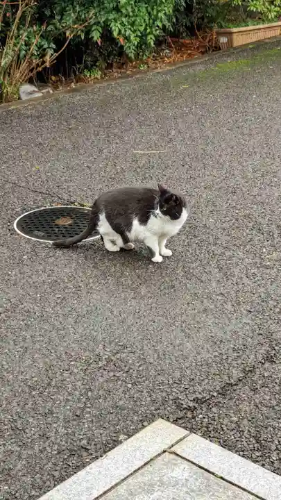 白金氷川神社の動物