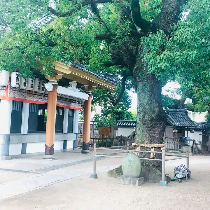 大聖観音寺(あびこ観音)の自然
