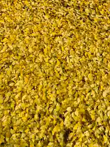 土津神社|こどもと出世の神さまの自然(2020年11月12日(木) 12時48分21秒投稿)