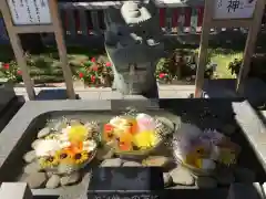 新川皇大神社の手水