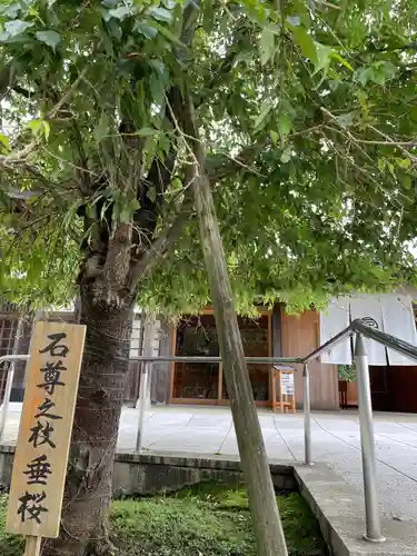大山阿夫利神社の自然