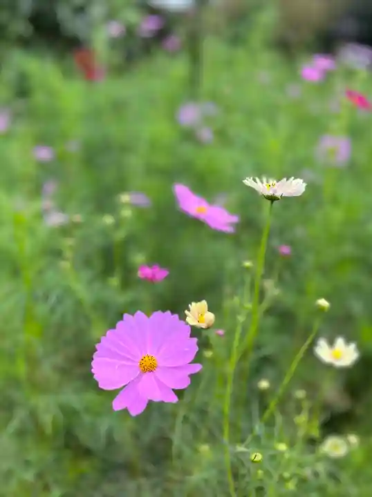 般若寺 ❁コスモス寺❁の自然