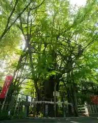 稲毛神社(神奈川県)