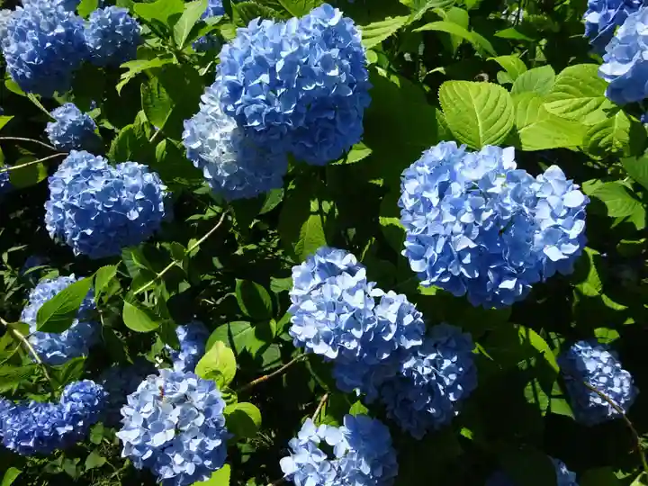明月院(神奈川県)