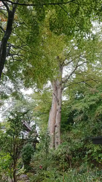 石都々古和気神社の自然