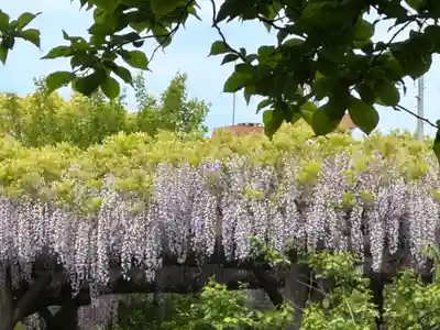 亀戸天神社(東京都)