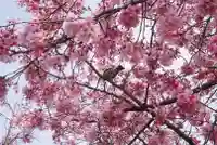 新井薬師(梅照院)の自然