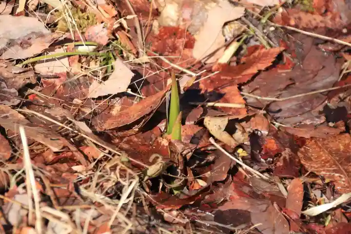 采女神社の自然