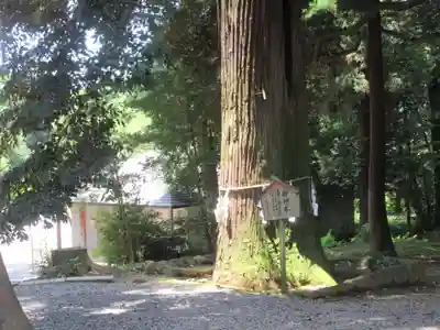 間々田八幡宮(栃木県)