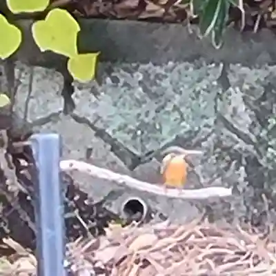 長岡天満宮(京都府)