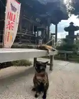 秩父札所十三番 慈眼寺の動物