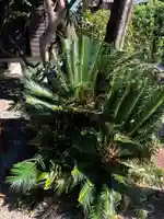 宇留布津神社の自然