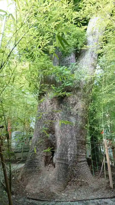 來宮神社の自然