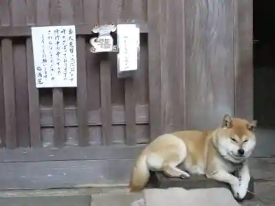 能満院の動物
