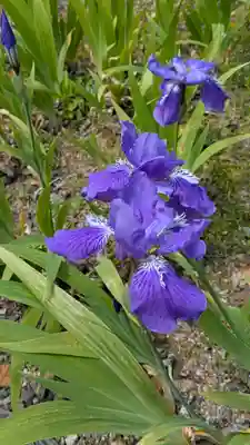 得浄明院(善光寺別院)(京都府)
