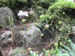 即清寺の自然(2021年07月20日(火) 17時50分20秒投稿)