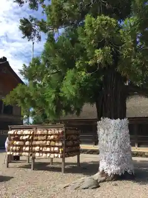 出雲大社(島根県)