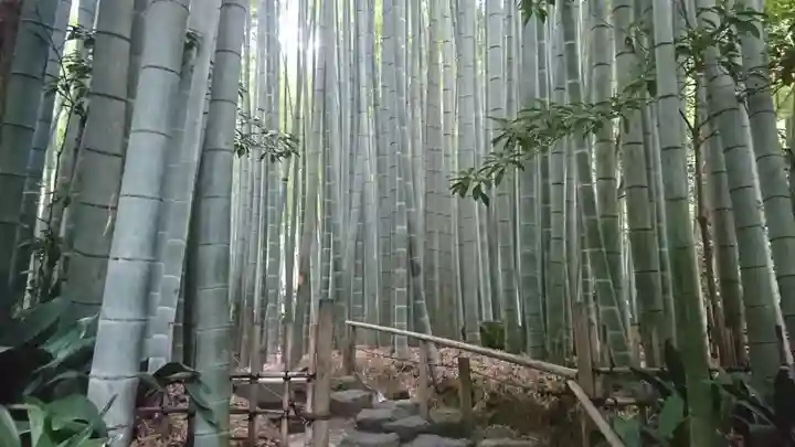 報国寺(神奈川県)