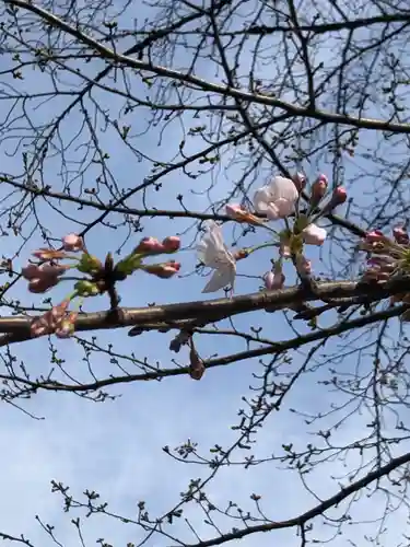 阿佐ヶ谷神明宮の自然
