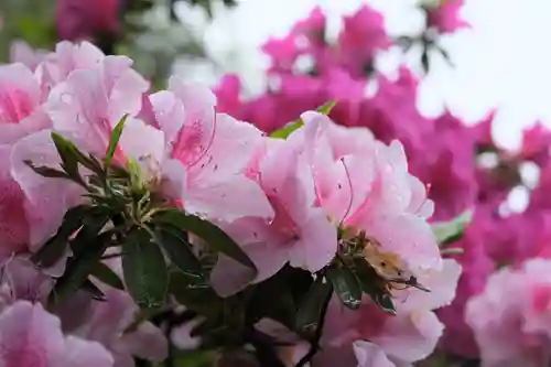 和泉國一之宮　大鳥大社の自然