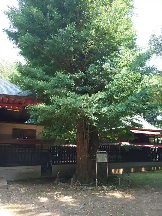 榛名神社の自然