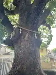 阿保神社の自然