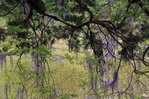 熊野大権現堂の自然
