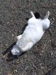 風巻神社の動物