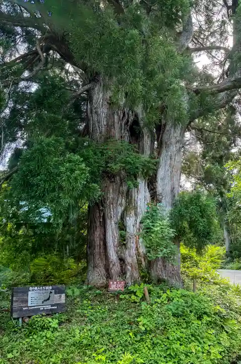 雄山神社峰本社の自然