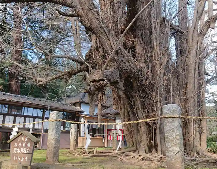 野木神社の自然