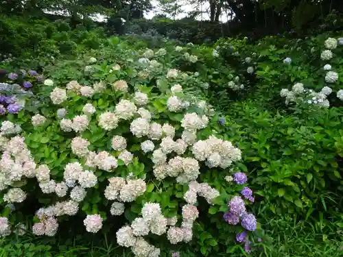 天台宗　長窪山　正覚寺の自然